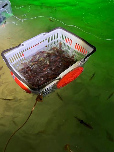 ホタルイカの釣果