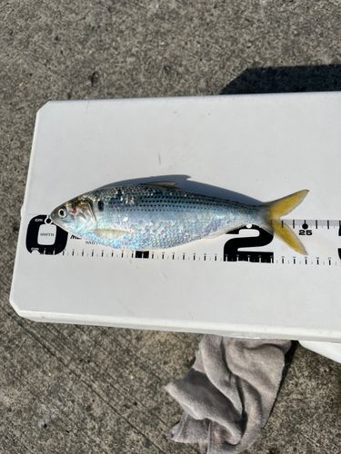 コノシロの釣果