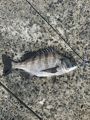 チヌの釣果