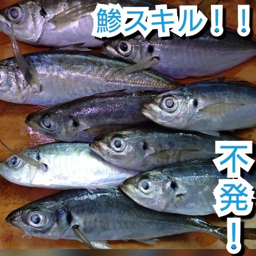 アジの釣果