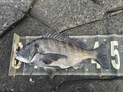 チヌの釣果