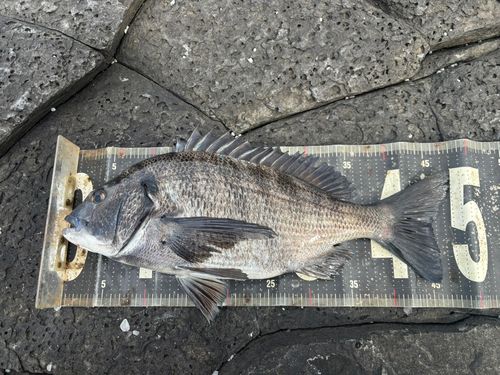 チヌの釣果