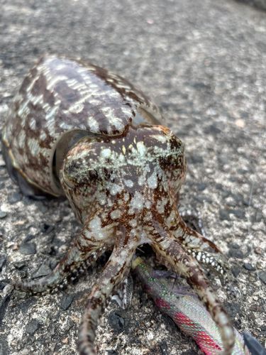コウイカの釣果