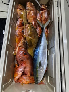 アコウの釣果