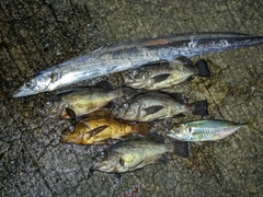 タチウオの釣果