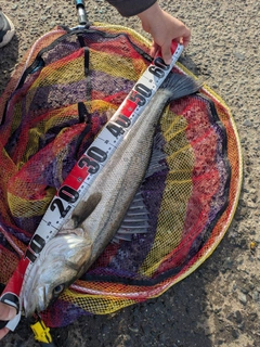 釣果