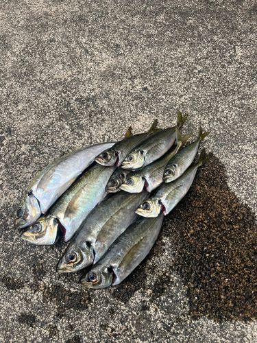 アジの釣果