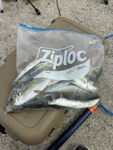 マアジの釣果