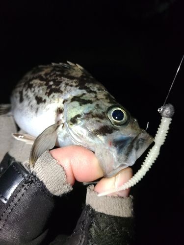 ソイの釣果