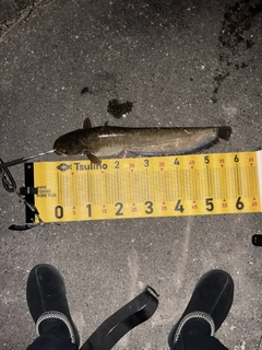 マナマズの釣果