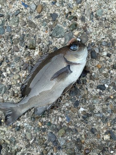 メジナの釣果