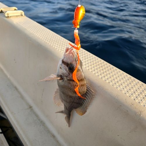 メイチダイの釣果