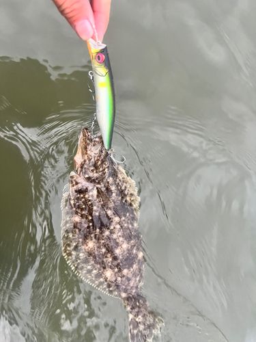 ヒラメの釣果