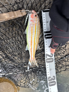 アカヒメジの釣果