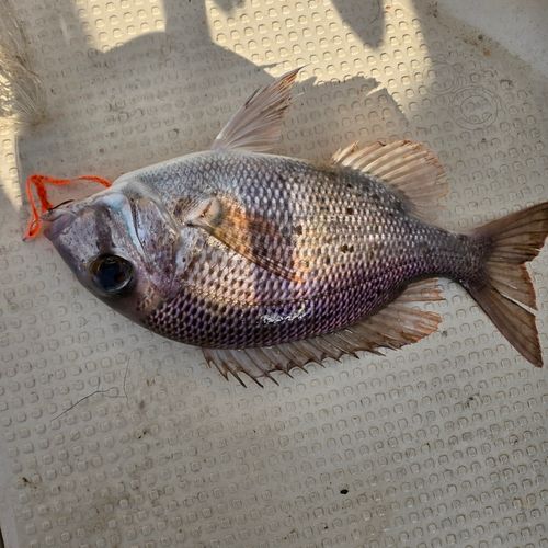 メイチダイの釣果