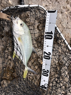 オニヒラアジの釣果