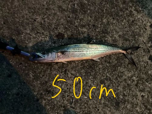 サゴシの釣果