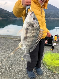 キビレの釣果