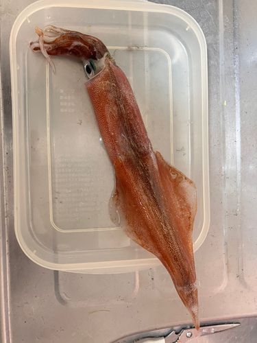 ヤリイカの釣果