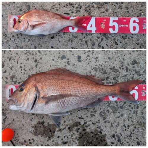 マダイの釣果