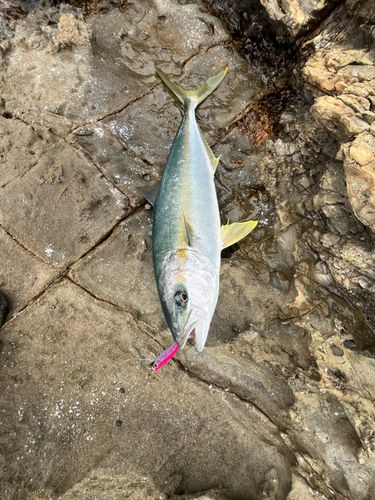 ヒラマサの釣果