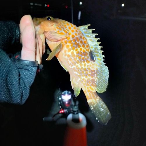アコウの釣果
