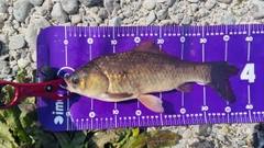 フナの釣果