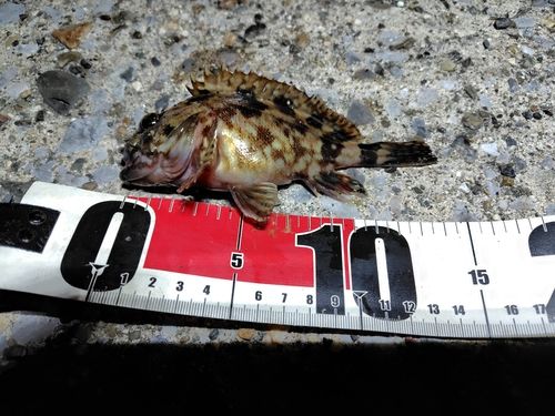 カサゴの釣果