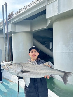 シーバスの釣果