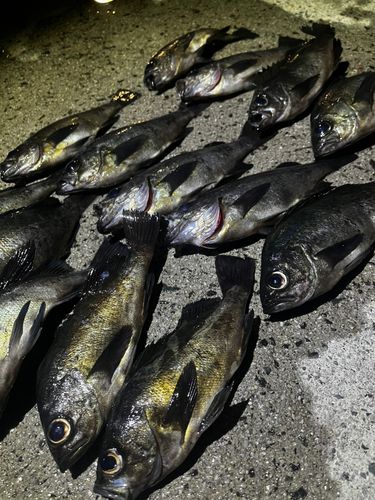 メバルの釣果