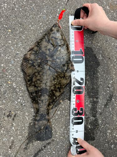 クロガレイの釣果