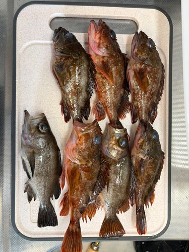 メバルの釣果