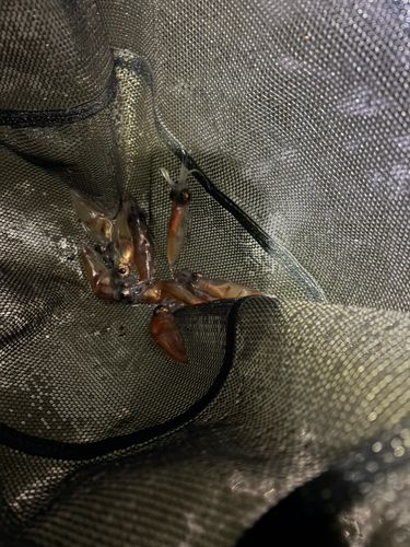 ホタルイカの釣果