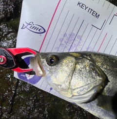 フッコ（マルスズキ）の釣果