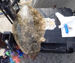 ヒラメの釣果