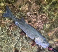 フッコ（マルスズキ）の釣果