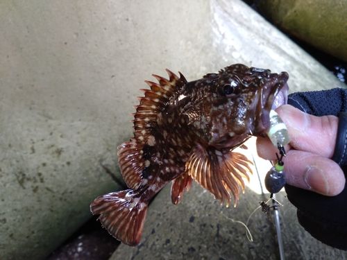 カサゴの釣果