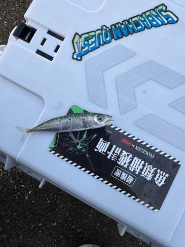 釣果
