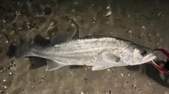 セイゴ（マルスズキ）の釣果