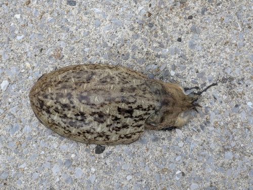 コウイカの釣果