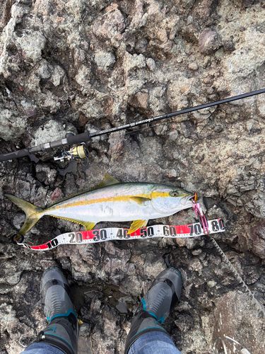 ヒラマサの釣果