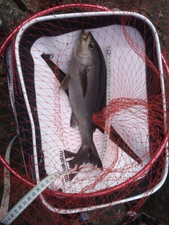 イサキの釣果