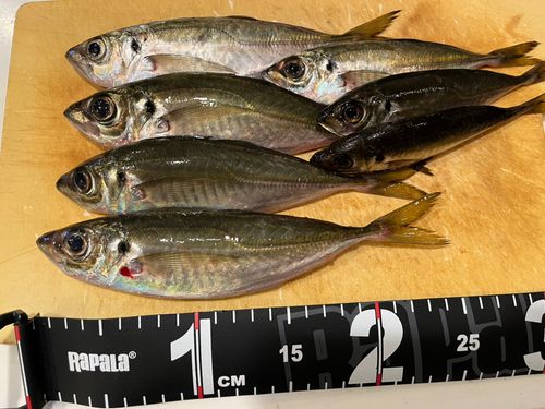 アジの釣果
