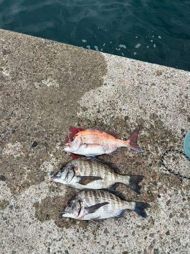 チヌの釣果