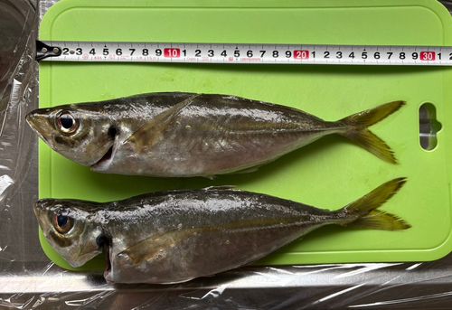 アジの釣果