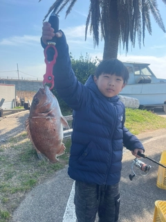 マダイの釣果