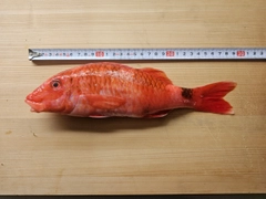 ホウライヒメジの釣果