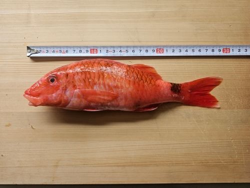 ホウライヒメジの釣果
