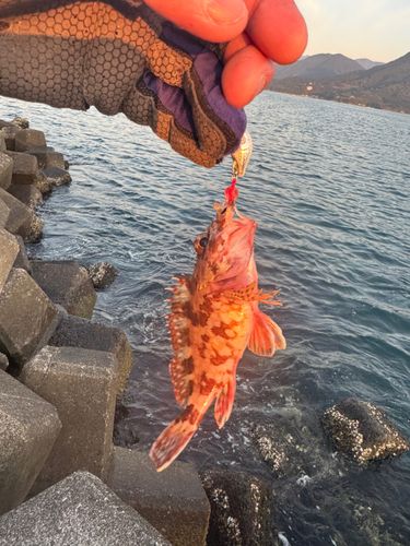 ガシラの釣果