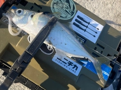マアジの釣果